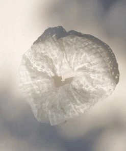 PIPE AND ROW SHEER CHECK WHITE SCRUNCHIE