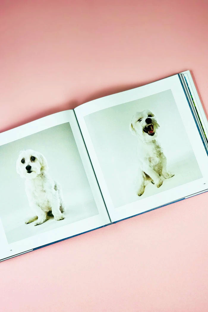 COFFEE TABLE BOOKS THE LIFE AND LOVE OF DOGS BOOK NEW IN 2 COFFEE TABLE BOOKS THE LIFE AND LOVE OF DOGS BOOK NEW IN